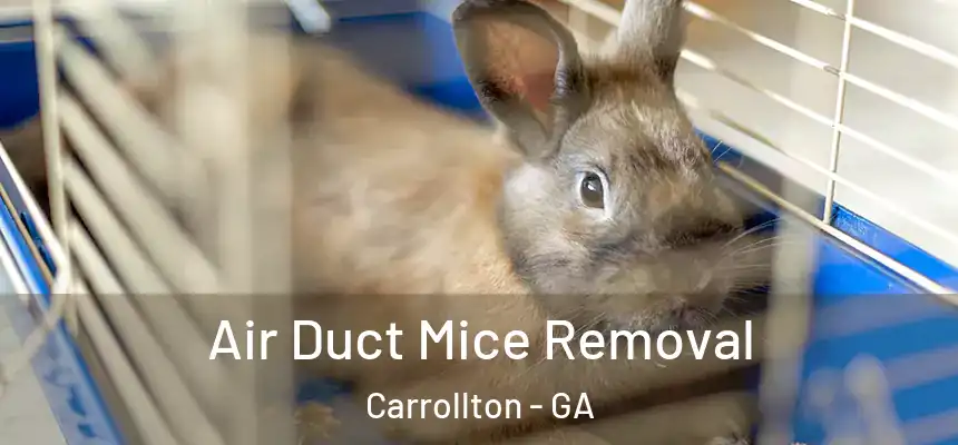  Air Duct Mice Removal Carrollton - GA